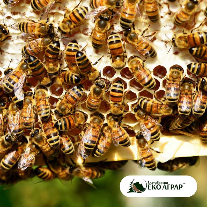 Почело је подношење захтева за подстицаје по кошници пчела