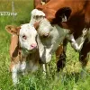крава теле подстицаји