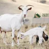 ekoagrar zlatibor javni poziv