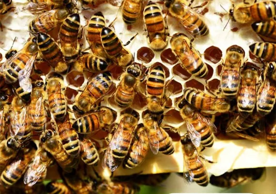 Почело је подношење захтева за подстицаје по кошници пчела