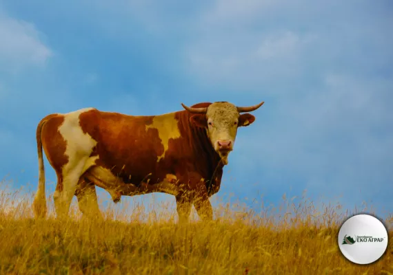ekoagrar zlatibor javni poziv